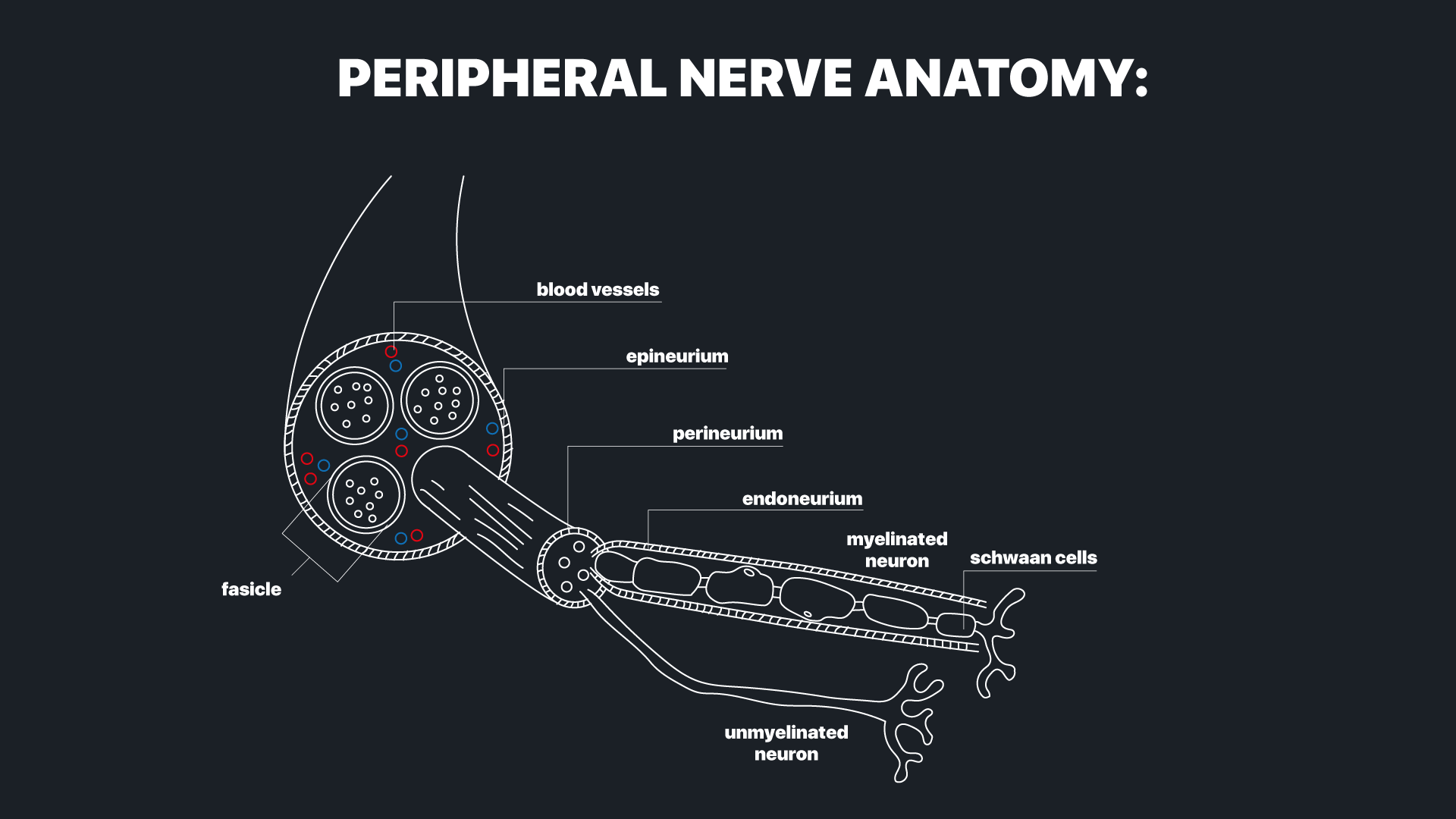 nerve injuries graphic1 (1)